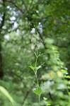 Figwort <BR>Carpenter's square