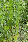 Figwort <BR>Carpenter's square