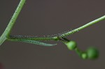 Figwort <BR>Carpenter's square