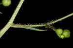 Figwort <BR>Carpenter's square