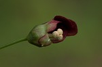 Figwort <BR>Carpenter's square