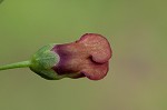 Figwort <BR>Carpenter's square