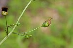 Figwort <BR>Carpenter's square