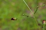 Figwort <BR>Carpenter's square