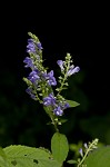 Hoary skullcap