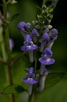 Hoary skullcap