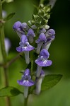 Hoary skullcap