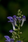 Hoary skullcap