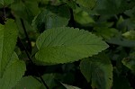 Hoary skullcap