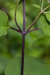 Hoary skullcap