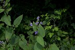 Hoary skullcap