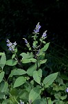 Hoary skullcap