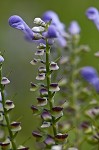 Hoary skullcap