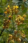 Maryland senna <BR>Wild senna