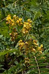 Maryland senna <BR>Wild senna