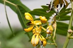 Maryland senna <BR>Wild senna