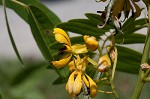 Maryland senna <BR>Wild senna