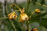 Maryland senna <BR>Wild senna