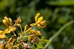 Maryland senna <BR>Wild senna