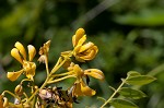 Maryland senna <BR>Wild senna