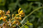 Maryland senna <BR>Wild senna