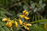 Maryland senna <BR>Wild senna