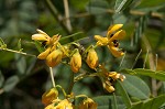 Maryland senna <BR>Wild senna