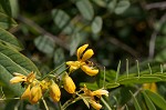 Maryland senna <BR>Wild senna