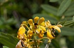 Maryland senna <BR>Wild senna