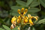 Maryland senna <BR>Wild senna