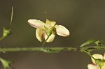 Yaupon blacksenna