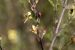 Yaupon blacksenna