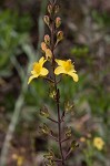 Piedmont blacksenna