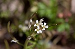 Virginia winged rockcress