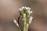 Virginia winged rockcress