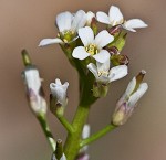 Virginia winged rockcress