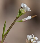 Virginia winged rockcress