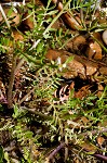 Virginia winged rockcress