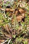 Virginia winged rockcress