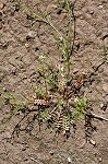 Virginia winged rockcress