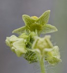 Oneseed bur cucumber