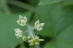 Oneseed bur cucumber