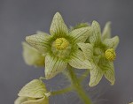 Oneseed bur cucumber