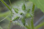 Oneseed bur cucumber