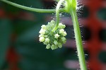 Oneseed bur cucumber