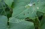 Oneseed bur cucumber