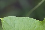 Oneseed bur cucumber