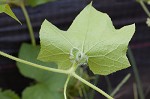 Oneseed bur cucumber