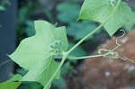 Oneseed bur cucumber