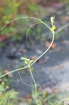 Oneseed bur cucumber